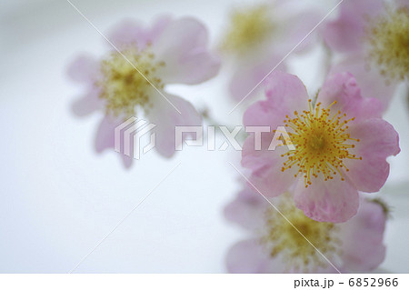 野ばら 花の写真素材