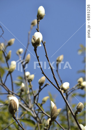 蕾 白木蓮 マグノリア 白蓮の写真素材 - PIXTA
