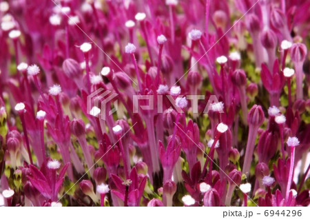 ユウギリソウ 切り花用の写真素材