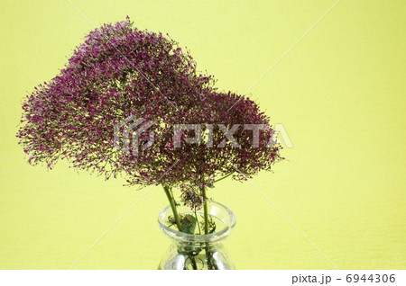 ユウギリソウ 切り花用の写真素材