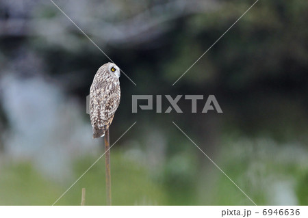 鳥 野鳥 止まり木 ミミズクの写真素材 - PIXTA