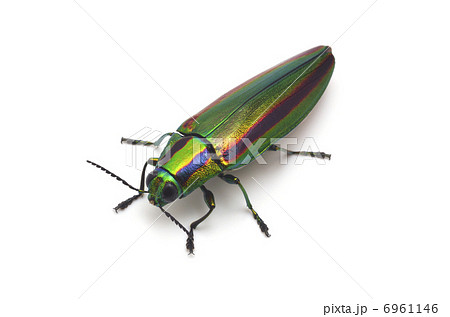ジュエルビートルの写真素材 - PIXTA