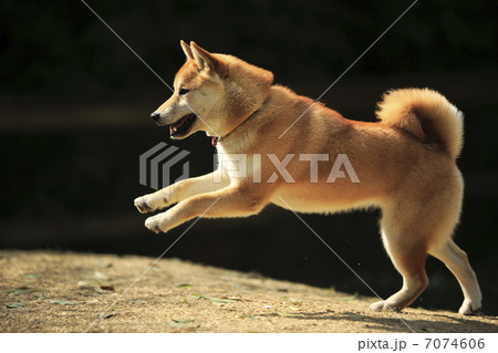 柴犬 犬 走る 疾走 全身 日本犬 屋外の写真素材