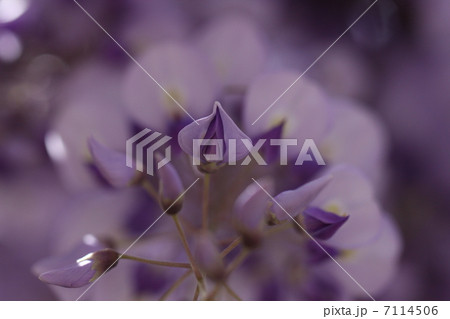 藤の花 紫と白の花 花びら 花芯の写真素材 藤の花 紫と白の花 花びら 花芯の写真素材
