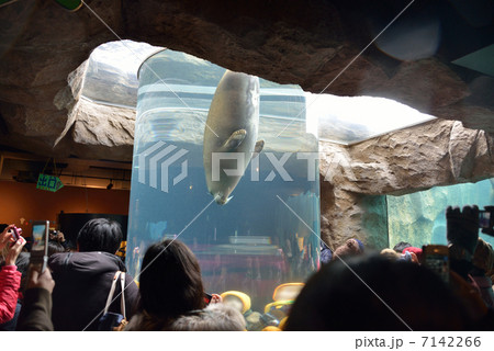 円柱水槽 アザラシ 動物園の写真素材