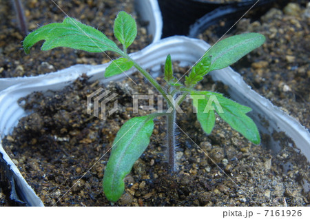 生長点 成長点 生育の写真素材