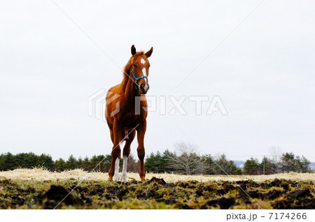 馬 正面 十二支 午の写真素材