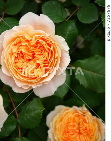 クラウン プリンセス マルガリータ 花 薔薇 開花の写真素材