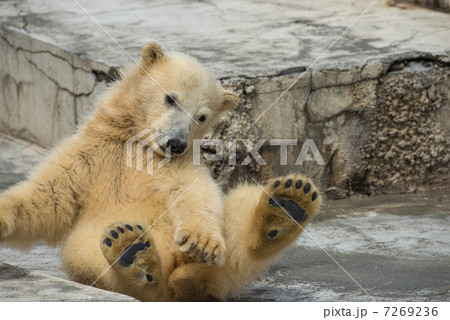 ホッキョクグマ 子供 動物 座るの写真素材