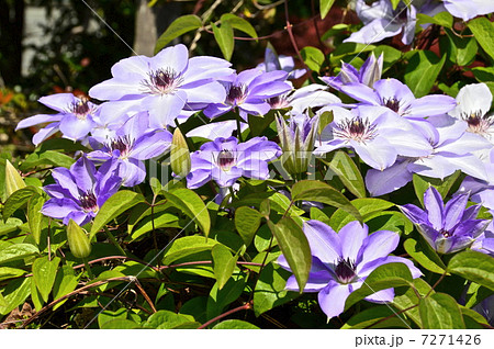 花 テッセン 鉄扇 植物 綺麗の写真素材