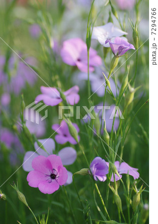 ビスカリア 花 植物 春の写真素材