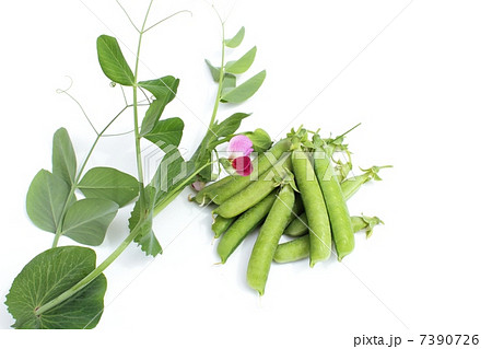 エンドウマメ 葉 緑色 花 春 実 初夏 野菜 豆 マメ科 まめ 収穫 食べ物 白バック さや 家庭菜園 えんどう豆 えんどう サヤエンドウの写真素材