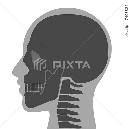 頬骨 断面 図 横 人体の写真素材