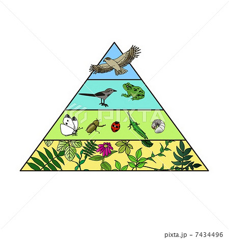 生態系ピラミッドのイラスト素材 Pixta