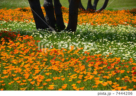 オレンジ色の花 カリフォルニアポピー ５月 フラワーガーデンの写真素材