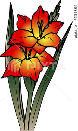 グラジオラスの花のイラスト素材
