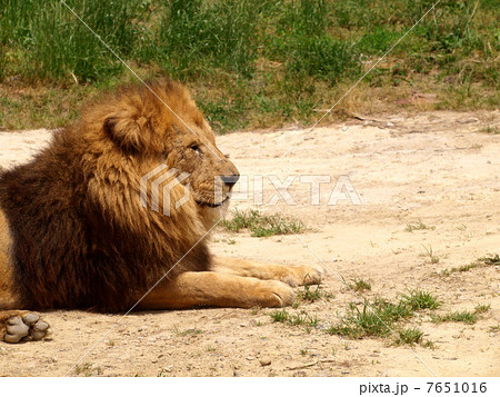 ライオン 横顔 動物園 座るの写真素材