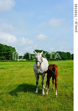 馬 正面 十二支 午の写真素材