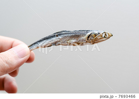 魚 小魚 つまむ 手の写真素材 Pixta