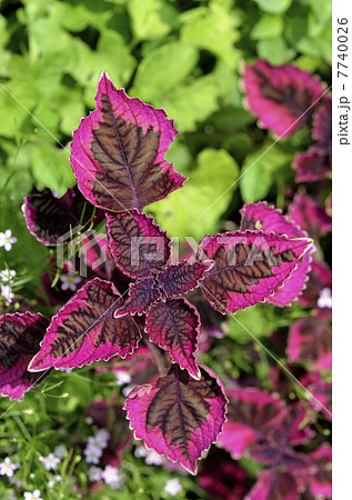 コリウス 非耐寒性多年草 コリウス属 インドネシア原産の写真素材