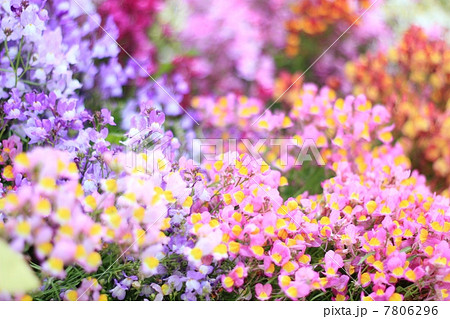 リナリア 花 オレンジ色 ヒメキンギョソウの写真素材 リナリア 花 オレンジ色 ヒメキンギョソウの写真素材