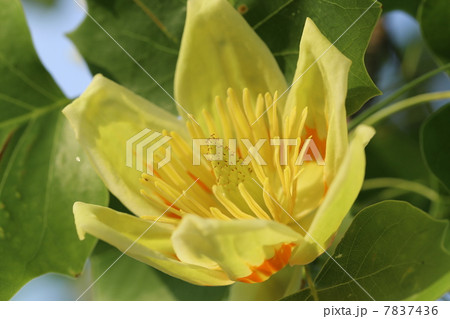 花 チューリップポプラ 木 葉の写真素材