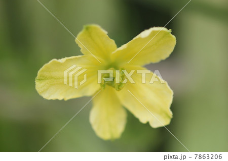雌花 ツルレイシ 花 植物の写真素材