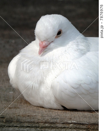 鳩胸 平和 白い 鳥の写真素材