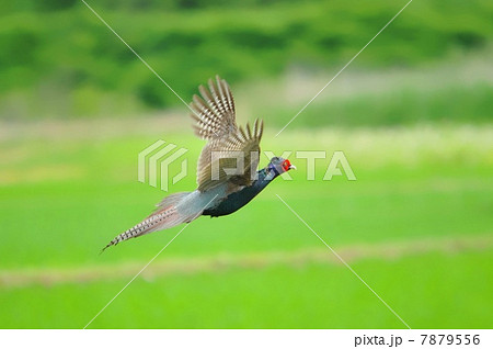 飛翔 キジ 飛ぶ 飛行の写真素材