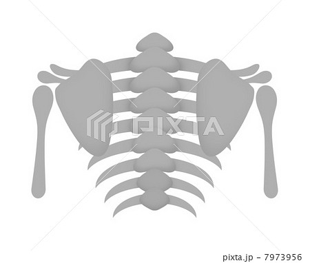 あばら骨のイラスト素材