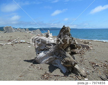 北海道 海 流木 木の写真素材 Pixta