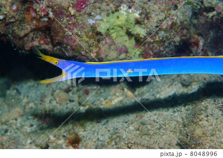 ブルーリボンイール 魚類 海水魚 ハナヒゲウツボの写真素材 - PIXTA