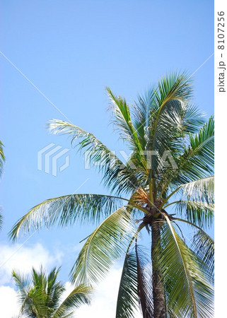 ココ椰子 木の写真素材 - PIXTA