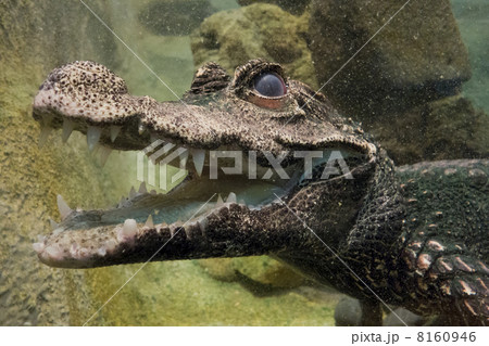 ワニ 歯 牙 わにの写真素材 - PIXTA