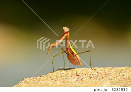 虫 カマキリ 見つめる 天敵の写真素材