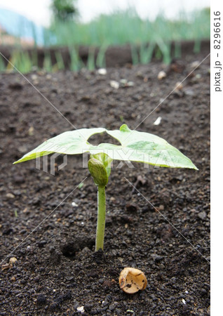 新芽 発芽 双葉 いんげんの写真素材