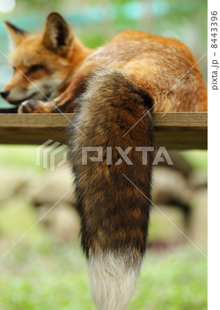 きつねのしっぽ♪ページ きつねのしっぽ - 子どもの本の小峰書店