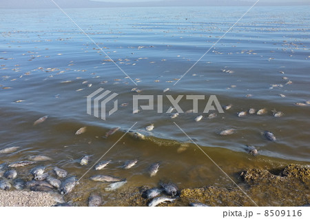 酸欠 ソルトン湖の写真素材