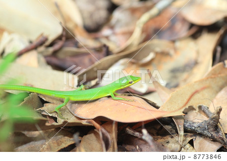 ミドリカナヘビ トカゲの写真素材