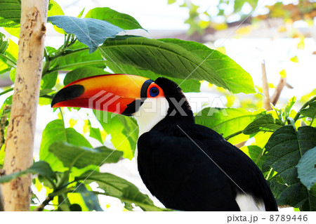 オニオオハシ 鳥類 黒色 鳥の写真素材 - PIXTA