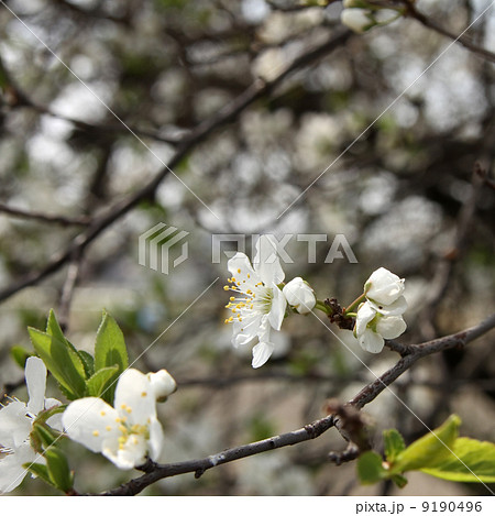 プラム スモモ サクラ亜科 スモモ亜属の写真素材