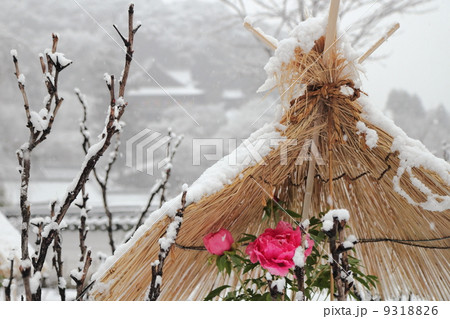 牡丹 花 藁囲い 冬囲いの写真素材 - PIXTA