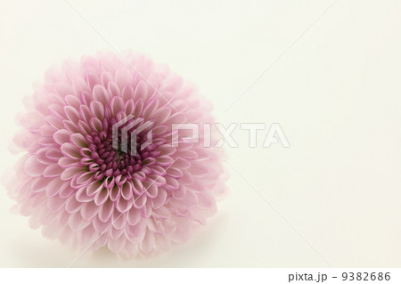 カリメロ スプレー菊 生花の写真素材