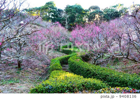 蓮花寺池公園の写真素材