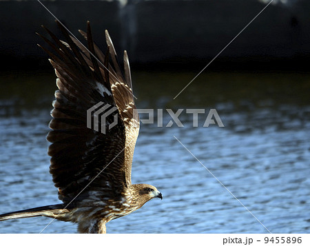 飛び立つ瞬間 鳥の写真素材