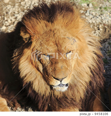 ライオン 猛獣 百獣の王 遠吠えの写真素材