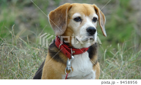 スヌーピーのモデル 犬の写真素材