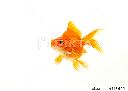 リュウキン 金魚 観賞魚 横向きの写真素材