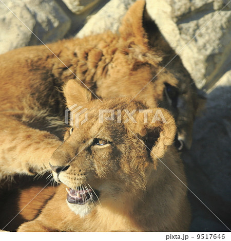 ライオン 猛獣 百獣の王 遠吠えの写真素材