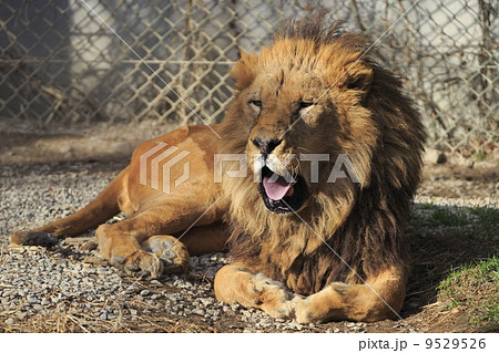 ライオン 猛獣 百獣の王 遠吠えの写真素材
